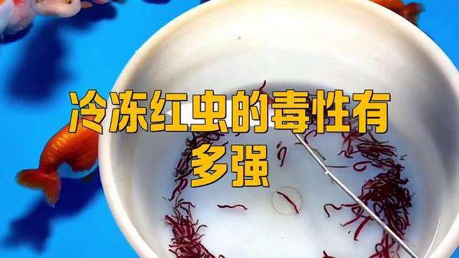 直接投喂凍紅蟲有哪些風(fēng)險？