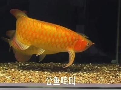 如何判斷龍魚性別：判斷龍魚性別主要依靠觀察其生殖行為和體態(tài)特征