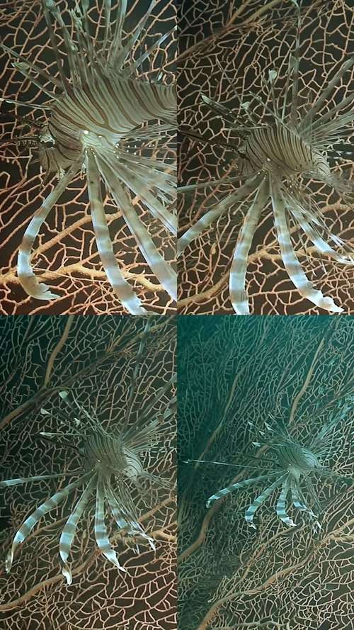 飛龍魚圖片
