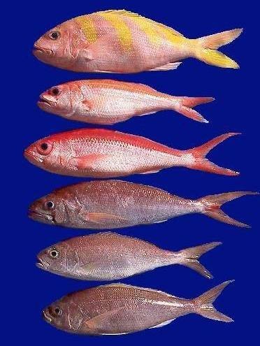 飛龍魚圖片