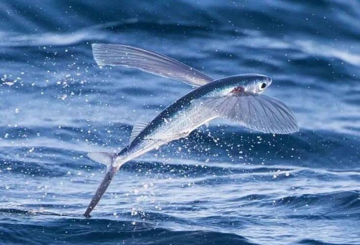 飛龍魚圖片