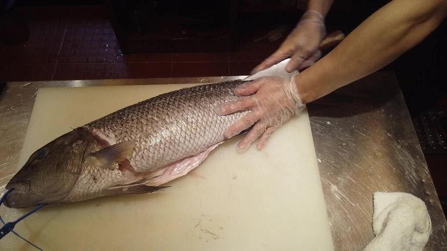 飛龍魚圖片