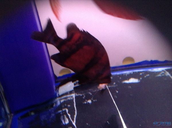 紅龍魚黑缸和白缸的區別在哪：紅龍魚黑缸和白缸的區別