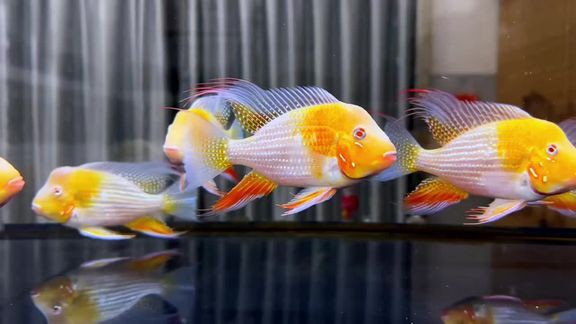 蘇州哪里有賣龍魚(yú)的地方啊視頻