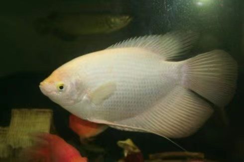 龍魚眼有白膜是怎么回事啊：龍魚眼有白膜可能是由多種原因引起的，