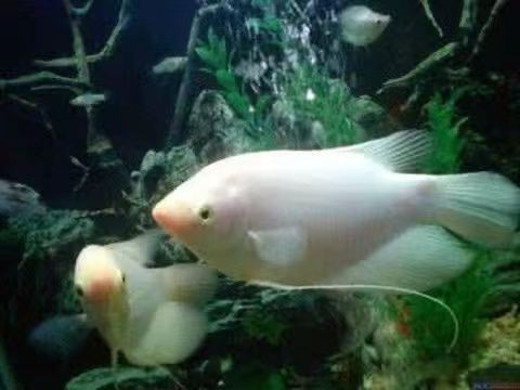 龍魚眼有白膜是怎么回事啊：龍魚眼有白膜可能是由多種原因引起的，