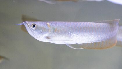 熱帶銀龍魚身上爛了怎么回事（熱帶銀龍魚身上爛了可能由多種因素引起）