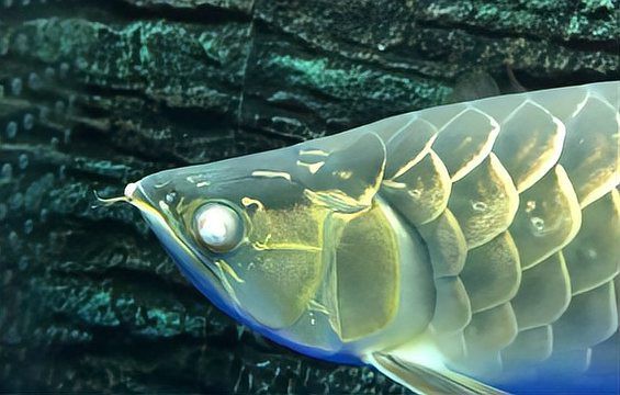 如何判斷龍魚白膜是否嚴(yán)重？