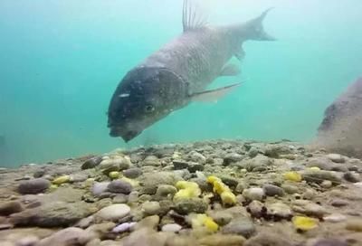 龍魚嘴巴一張一合什么原因（龍魚嘴巴一張一合是什么原因） 龍魚嘴巴一張一合什么原因（龍魚嘴巴一張一合是什么原因） 龍魚百科 第1張