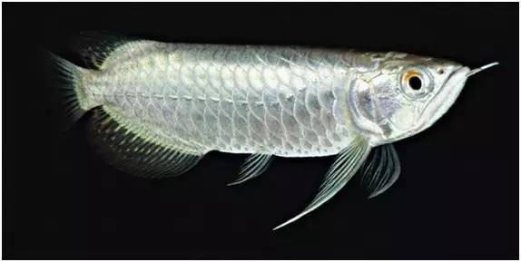 播放紅龍魚的圖片大全集 播放紅龍魚的圖片大全集 龍魚百科 第1張