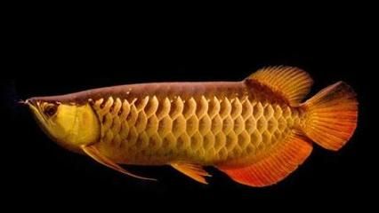 蜈蚣喂金龍魚好嗎：喂食蜈蚣對金龍魚的影響