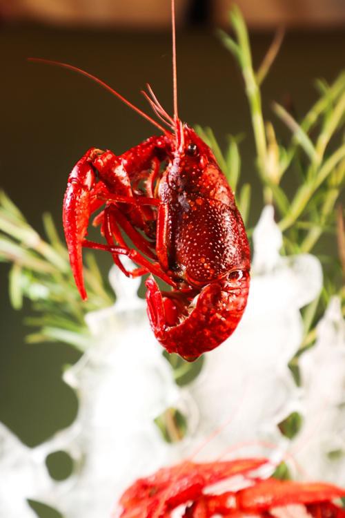 有沒有高清的小龍蝦壁紙？