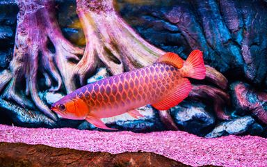 龍魚吃魚糧嗎：如何判斷龍魚是否挑食