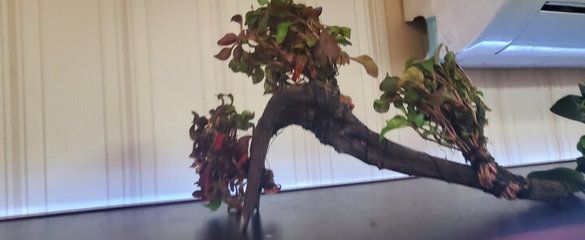 銀龍魚缸水草養(yǎng)護技巧：銀龍魚缸水草養(yǎng)護技巧包括定期更換水，使用合適的營養(yǎng)液進行施肥