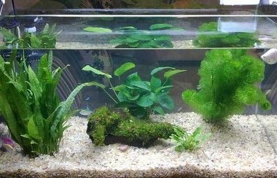 銀龍魚缸水草養(yǎng)護技巧：銀龍魚缸水草養(yǎng)護技巧包括定期更換水，使用合適的營養(yǎng)液進行施肥