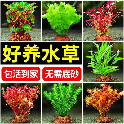 銀龍魚缸水草養(yǎng)護技巧：銀龍魚缸水草養(yǎng)護技巧包括定期更換水，使用合適的營養(yǎng)液進行施肥