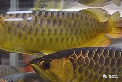 龍魚魚鱗變黑色什么問題：龍魚魚鱗變黑色什么原因