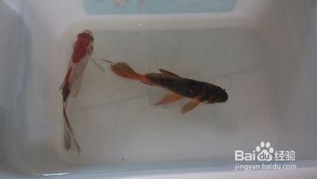 魚缸水變渾濁的原因及解決辦法圖片大全（如何正確使用uv紫外線殺菌燈魚缸生物性混濁的處理方法）