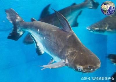 成吉思汗鯊魚飼養技巧，水質很重要：成吉思汗鯊魚吉思汗鯊魚飼養技巧有哪些