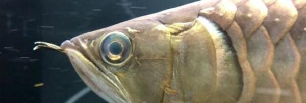 龍魚眼睛白斑會(huì)復(fù)發(fā)嗎？