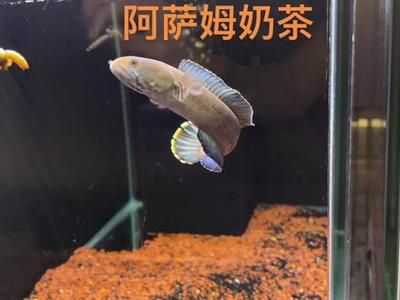 奶茶雷龍魚怎么配對繁殖：奶茶雷龍魚怎么繁殖