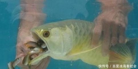 金龍魚的食物是什么，關于金龍魚食物偏好的詳細介紹