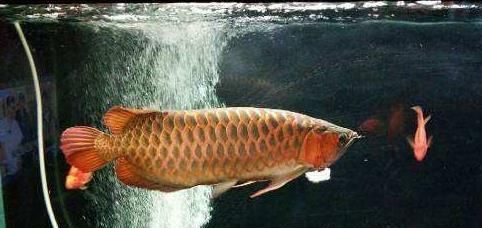 養(yǎng)龍魚的老孫子是誰：關(guān)于養(yǎng)龍魚的“老孫子”
