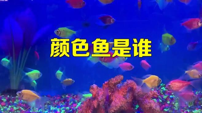 藍帆變色龍魚怎么養 藍帆變色龍魚怎么養 龍魚百科 第3張