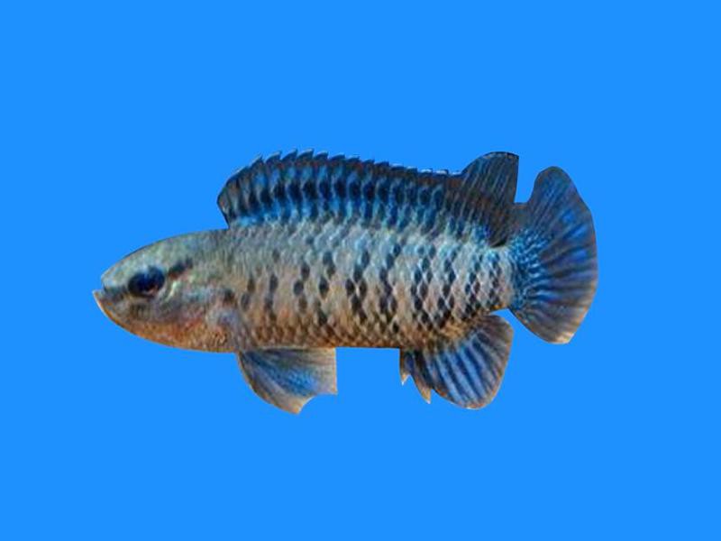 藍帆變色龍魚怎么養 藍帆變色龍魚怎么養 龍魚百科 第1張