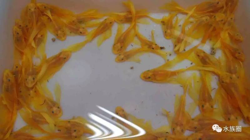 藍帆變色龍魚怎么養 藍帆變色龍魚怎么養 龍魚百科 第8張