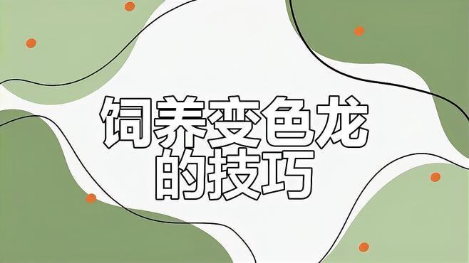 藍帆變色龍魚怎么養 藍帆變色龍魚怎么養 龍魚百科 第5張