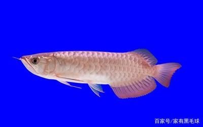 龍魚食物怎么處理干凈的：龍魚食物怎么處理