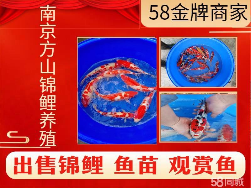 武漢龍魚上門回收電話號碼是多少啊