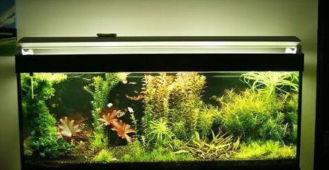 魚缸水發白怎么回事兒？（如何快速改善魚缸水發白的應急處理魚缸水質老化的技巧）