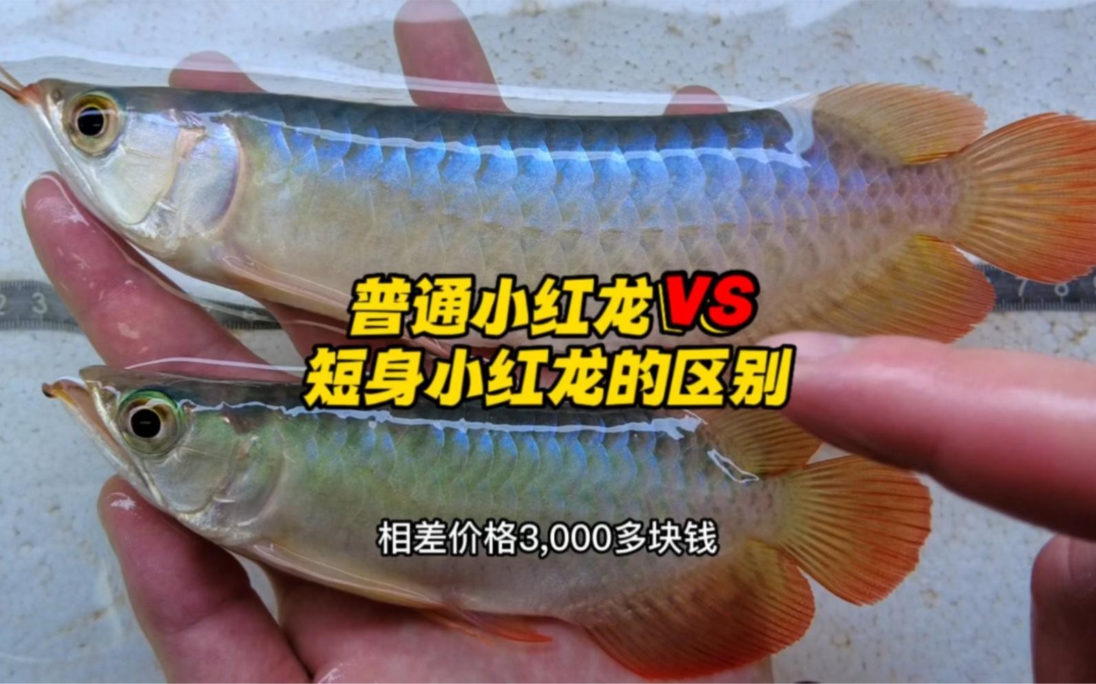 短身龍魚有哪些常見品種？