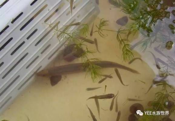龍魚泥鰍怎么處理，處理龍魚泥鰍的方法