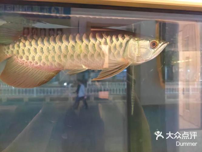 金龍魚是金槍魚嗎圖片