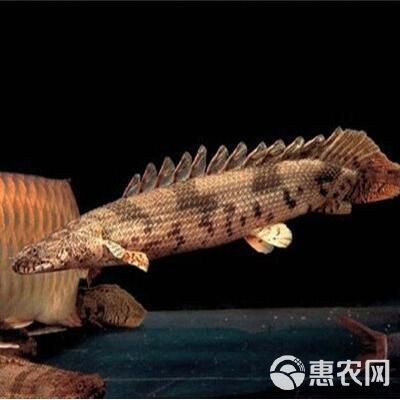 六角恐龍魚多少錢一條？