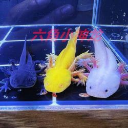 六角恐龍魚多少錢一條？