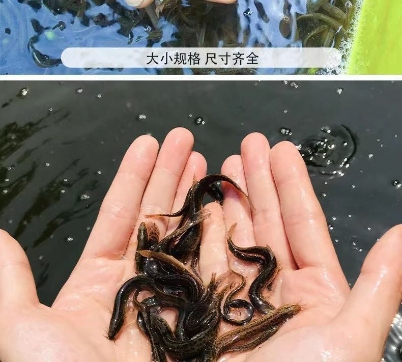 龍魚喂什么魚苗好養：龍魚喂養魚苗的建議