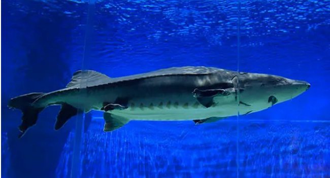 養殖的鱘龍魚可以吃嗎 養殖的鱘龍魚可以吃嗎 龍魚百科 第2張