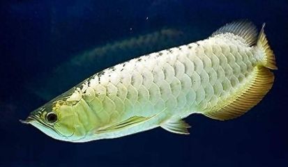 銀龍魚眼睛發(fā)白是什么原因（銀龍魚眼睛發(fā)白可能由多種原因造成，）
