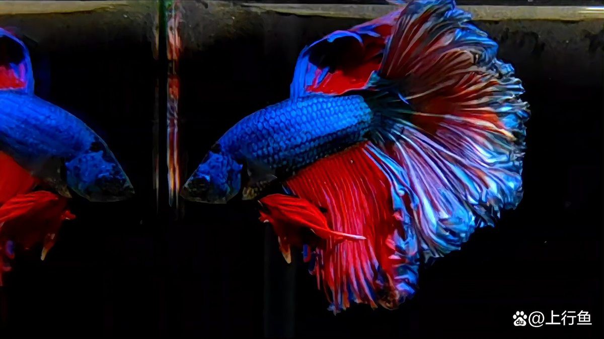 類似于龍魚的小型魚類