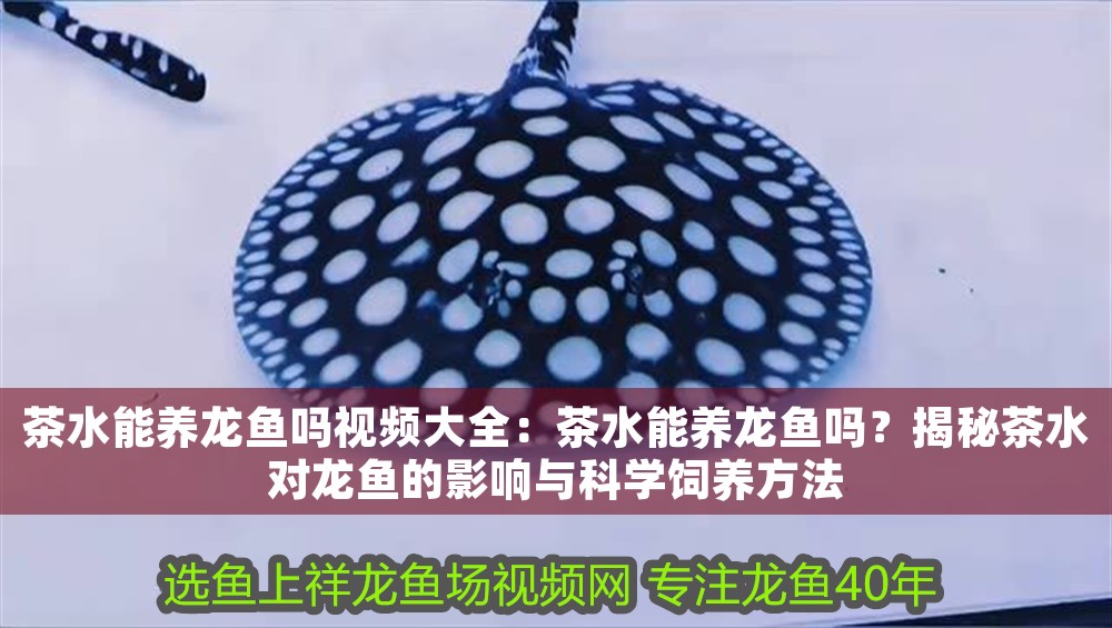 茶水能養龍魚嗎視頻大全：茶水能養龍魚嗎？揭秘茶水對龍魚的影響與科學飼養方法