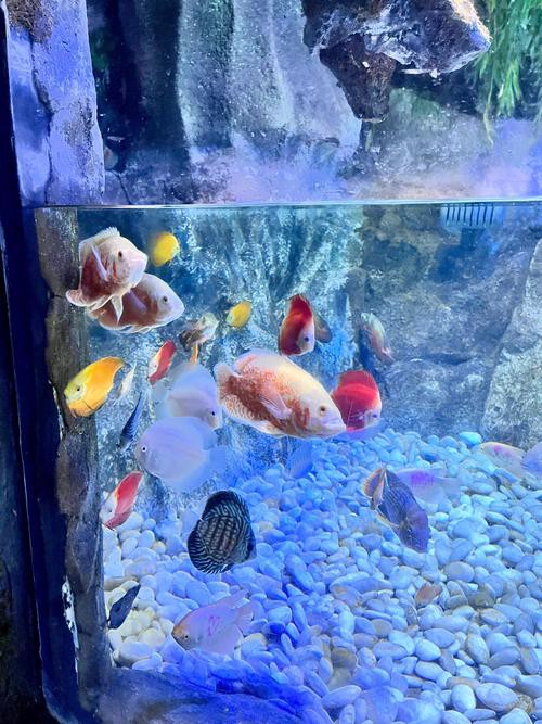 威海龍魚坊水族館怎么樣啊