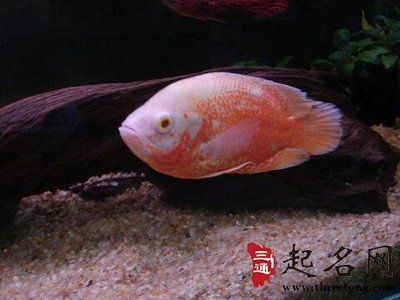 屬龍的人不能養魚嗎為什么：屬龍的人是否適合養魚之前