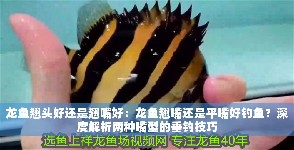 龍魚翹頭好還是翹嘴好：龍魚翹嘴還是平嘴好釣魚？深度解析兩種嘴型的垂釣技巧