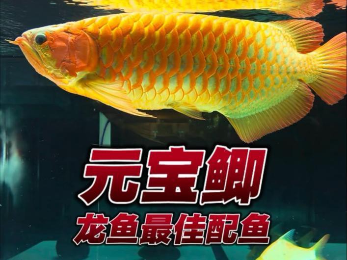 紅龍與元寶鯽混養需要注意什么？