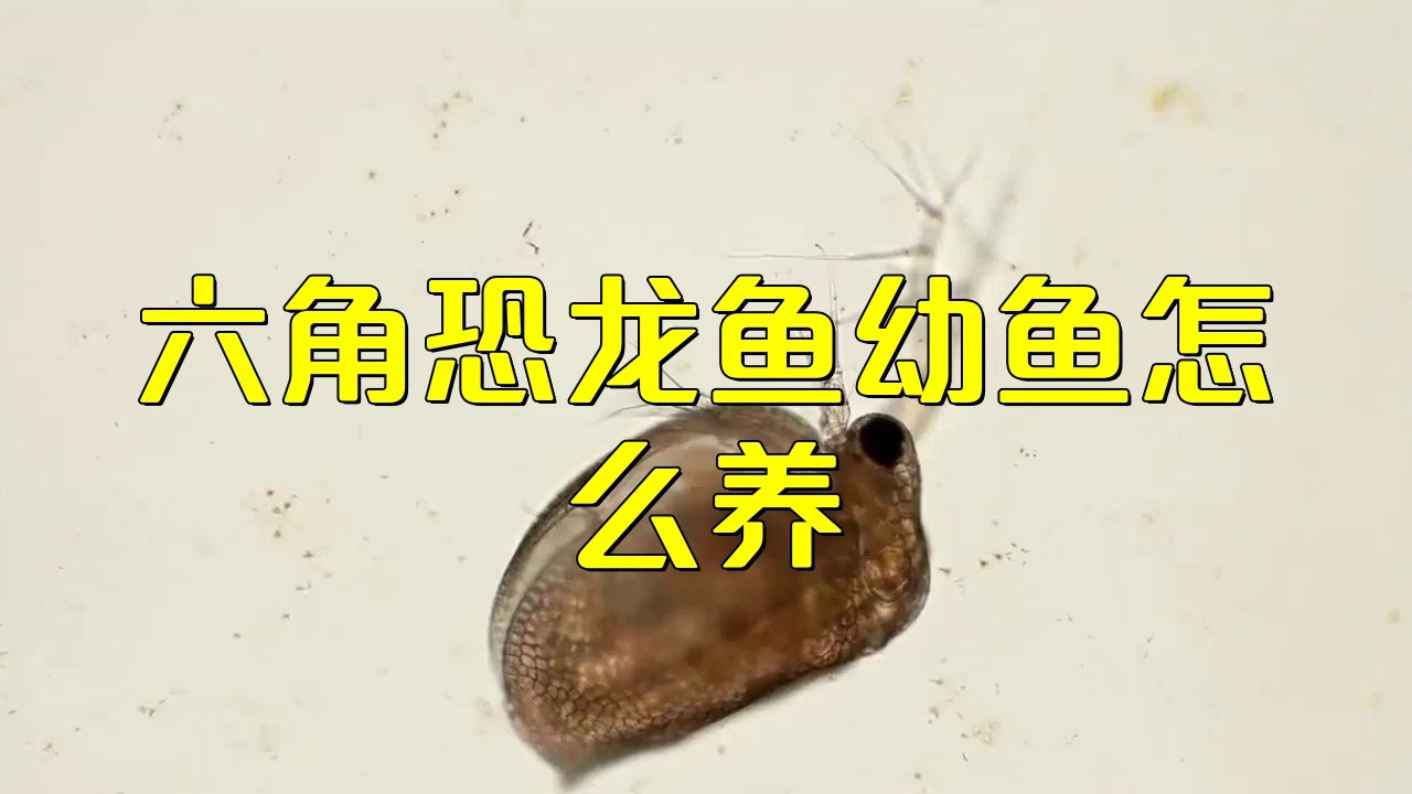 六角龍魚(yú)繁殖后如何照顧幼體？