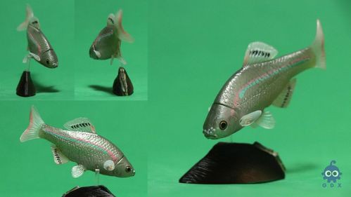 可利巴恐龍魚和安氏恐龍魚